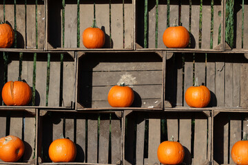 Pomarańczowa dynia przygotowana na obchody halloween.  - obrazy, fototapety, plakaty