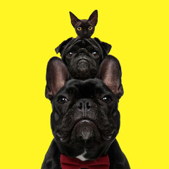 metis cat on top of a pug dog