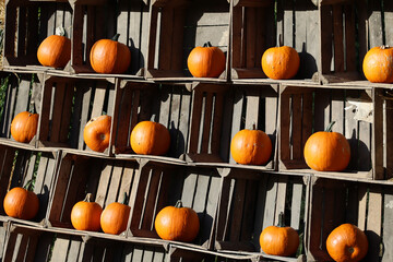 Fototapeta Pomarańczowa dynia przygotowana na obchody halloween.  obraz