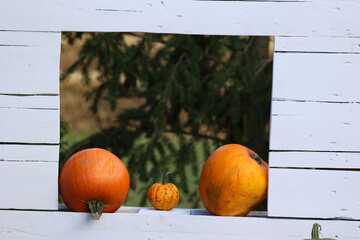 Pomarańczowa dynia przygotowana na obchody halloween.  - obrazy, fototapety, plakaty