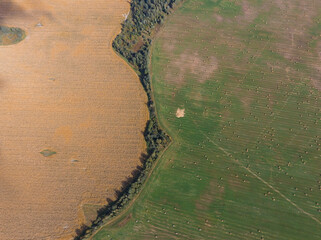A drone view of the field in summer. Agricultural field photo from above. Haystacks on a green. Forest between the yellow field and the green field. Harvesting.