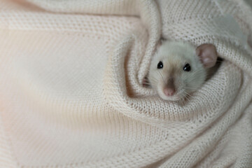 A light rat is sitting in a knitted blanket