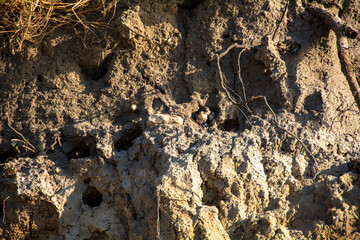 Sand Martin chicks in nesting holes on the cliffs