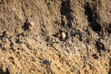 Sand Martin chicks in nesting holes on the cliffs
