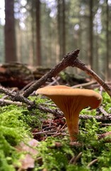 mushroom in the forest