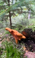 autumn leaves in the forest