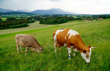 Fototapeta na wymiar cows grazing on the alpine meadows of the scenic Rueckholz district in the Bavarian Alps in Ostallgaeu, Bavaria, Germany on a rainy summer day