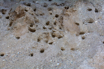Nesting caves of Sand Martins  on the steep coast of Baltic Sea