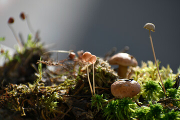 Small mushrooms. Toadstools. Forest painting. Mushrooms in the moss. Miniature.