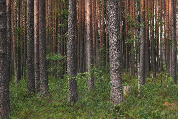 Pine forest. Strong brown tree trunks and small forest grass. Summer forest.