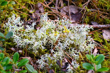 Moss. Forest and marsh plants. Close-up.