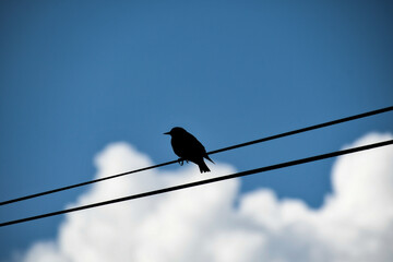Thrush on wires. Wild bird in the city. Blue sky with white clouds.