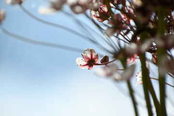 Butomus umbellatus. Close-up. Swamp flowers. White and pink petals.