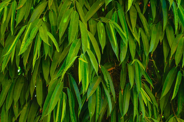 Leaves of trees. Green background. Wallpaper.
