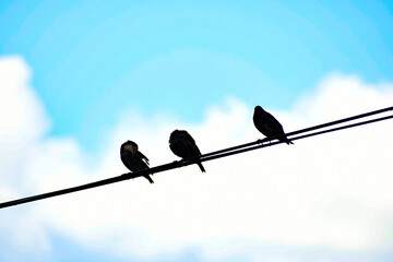 Little birds are sitting on the wires. Blue sky.