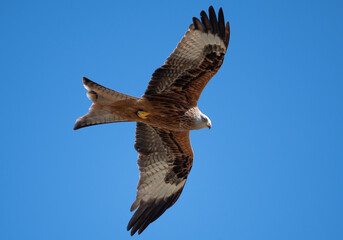 Buzzard passing over