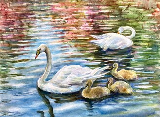 Swan family swimimg in the lake. 
