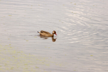 Pato nadando