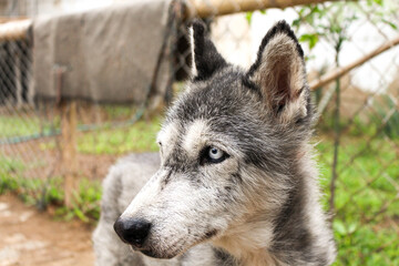 Perro de raza Siberiano. Perro lobesno feliz sonriendo a la cámara. Perro negro feliz mirando a la cámara. Perro de raza siberiano.