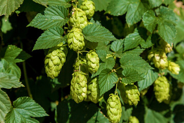 flowering hops with green leaves