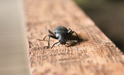 Escarabajo en macro extremo, escarabajo e insecto tropical negro realista, zoología, un exótico vivo con bella colección de alas, sobre una textura de madera.