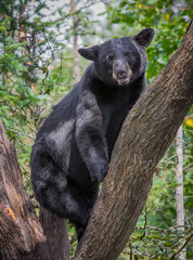 Obraz na płótnie Canvas Adult black bear looks right at camera