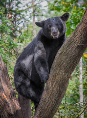 Adult black bear looks right at camera