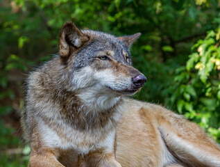 Gray wolf at rest but still looks for danger