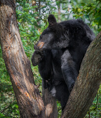 Obraz na płótnie Canvas Large black bear scratches his head while sitting in a tree