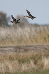 Ducs flying over grass