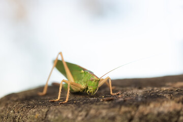 Grasshopper in the grass- close up view....
