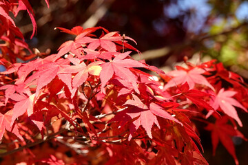 紅葉の風景２