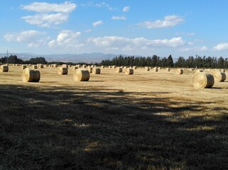 The beautiful Wheat in farmland