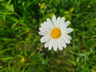 white daisy flower