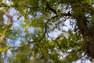 Green leaves against blurry blue sky. 