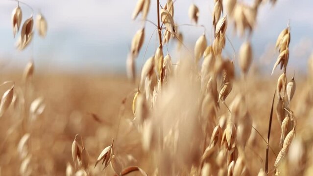 Close-up of ripe golden ears rye, oat or wheat swaying in the light wind on sky background in field. The concept of agriculture. The wheat field is ready for harvesting. The world food crisis