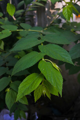 green leaves of a Calabur-tree or Capulin or Panama-berry or Jamaica-cherry plant (Muntingia calabura) on a dark background	