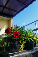 Dessert rose flower of the type Adenium obesum (Forssk.) Roem. Schult. that grows and blooms from a black plastic pot in the rooftop garden	