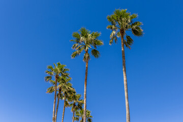 Obraz premium Palm trees with blue sky Naples Florida