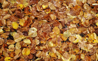 autumn leaves on the street - texture - obrazy, fototapety, plakaty