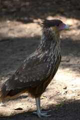 carancho or chimango from the front in the foreground