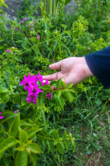 a hand is gently touching a bougainvillea flower