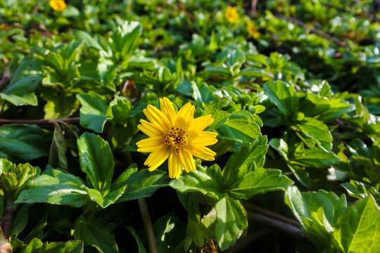 yellow wedelia (Sphagneticola trilobata) flowers blooming beautifully among the green leaves
