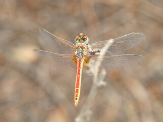 Nomad dragonfly in a natural environment. Sympetrum fonscolombii  
