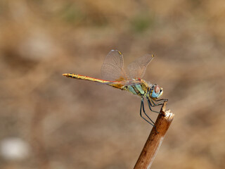 Nomad dragonfly in a natural environment. Sympetrum fonscolombii  