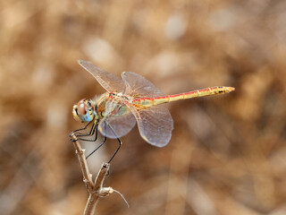 Nomad dragonfly in a natural environment. Sympetrum fonscolombii  