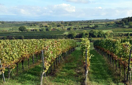 Gr&uuml;ne Herbstlandschaft in Endingen am Kaiserstuhl