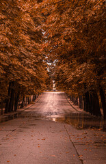 Camino de Otoño en el bosque