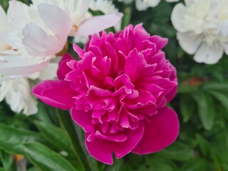 pink and white dahlia