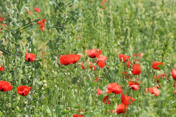 Fototapeta premium red poppy field